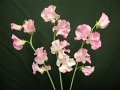 Lathyrus odoratus Prima